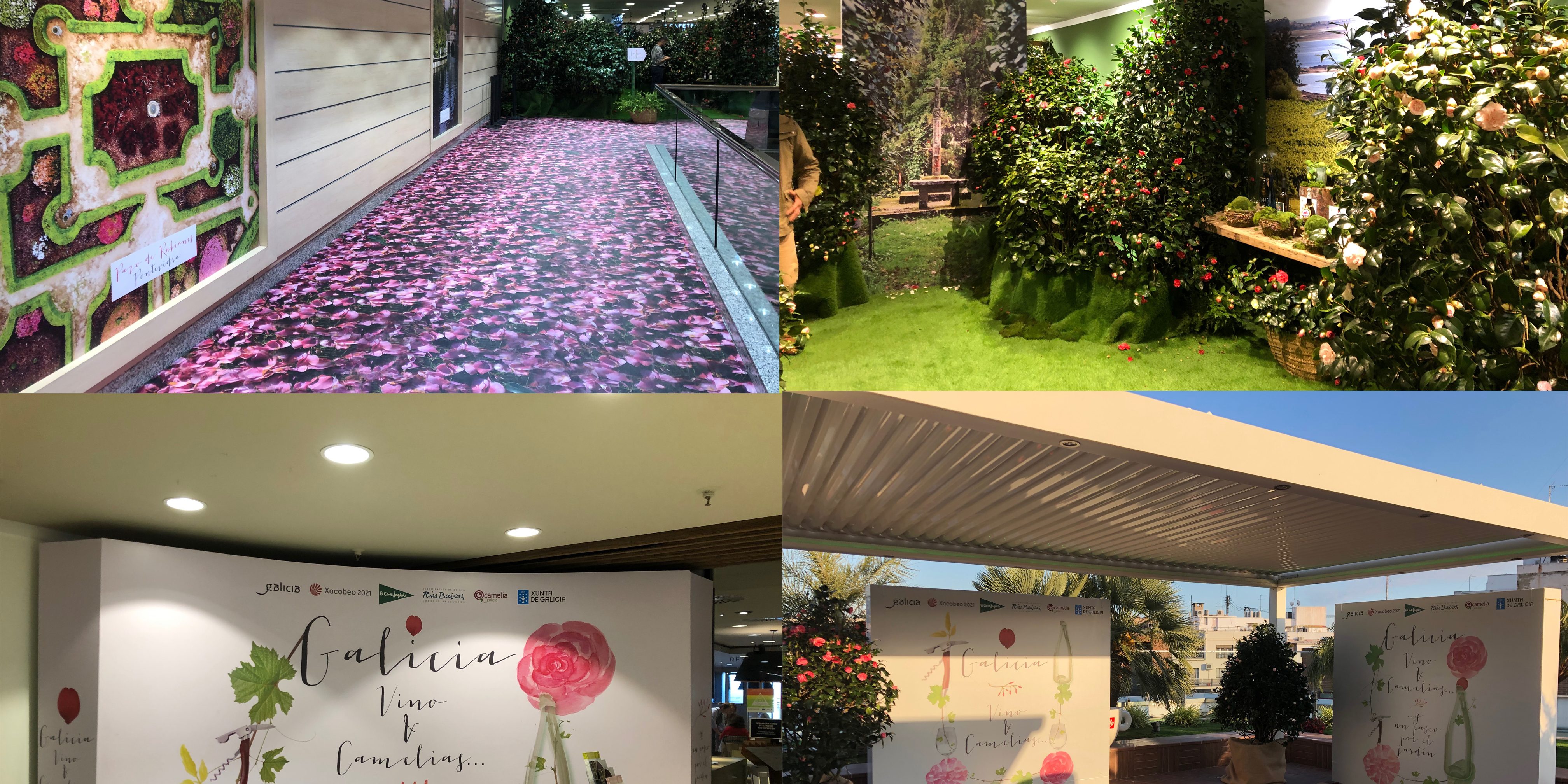 camelias